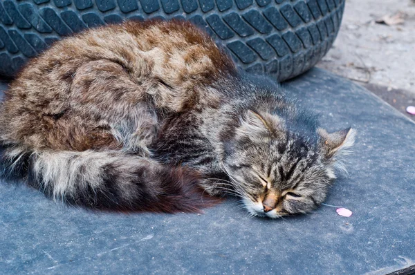 Tomcat güneşlenmek güneşte