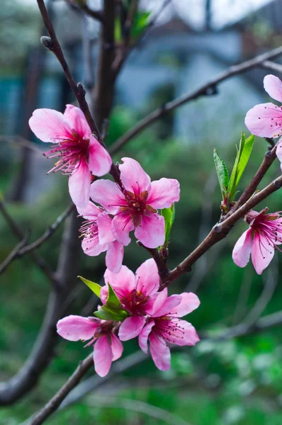 Beauty spring flowers — Stock Photo, Image