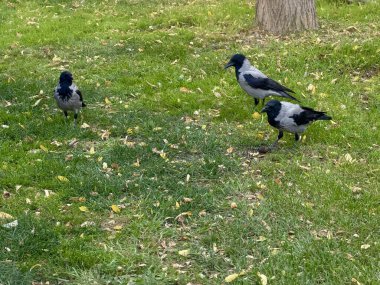 Üç Kapüşonlu Karga, çimenli bir çimenlikte, dağınık sarı sonbahar yapraklarıyla bir şehir parkında yürüyor. Kuşlar, vahşi yaşam, şehir hayatı ve sonbahar sezonu boyunca doğa.