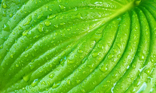 Foto Bela Flor Verde Textura Folha Com Gotas Água — Fotografia de Stock