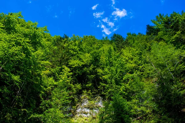 Foto Bela Floresta Verde Rocha Nas Montanhas Dos Cárpatos — Fotografia de Stock