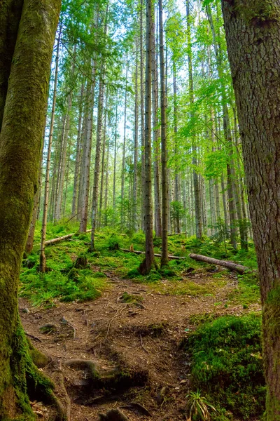 Фотографія Прекрасного Зеленого Туманного Густого Карпатського Лісу Літній День Горах — стокове фото