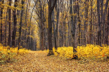 Yaprakları ve yolları olan güzel turuncu sonbahar ormanının fotoğrafı.
