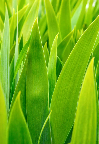 Photo Many Beautiful Green Flower Leaves Nature Background — Stock Photo, Image