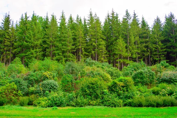 Фото Зеленого Дерева Гарному Парку Влітку — стокове фото