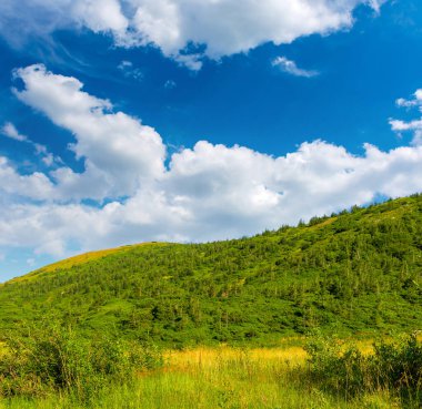 Karpat dağlarında yaz günü, güzel yeşil çayırlar ve tepelerin fotoğrafı.