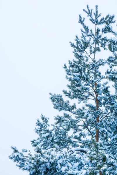 Fotografie Zasněženého Vánočního Stromku Zimním Dni — Stock fotografie