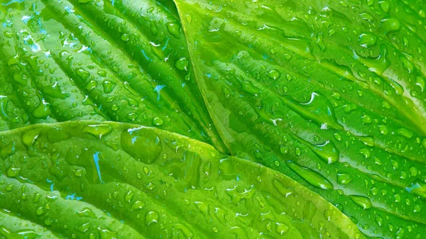 Fotografie Krásné Zelené Květinové Listy Textury Kapkami Vody — Stock fotografie