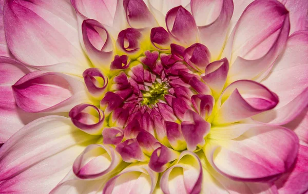 Güzel Soyut Pembe Çiçek Arkaplanının Fotoğrafı Bir Çiçek Dokusu — Stok fotoğraf
