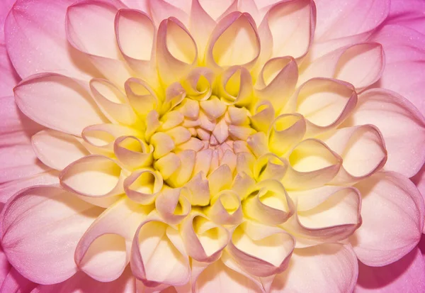 Bild Vackra Närbild Abstrakt Rosa Blomma Bakgrund Blomma Konsistens — Stockfoto