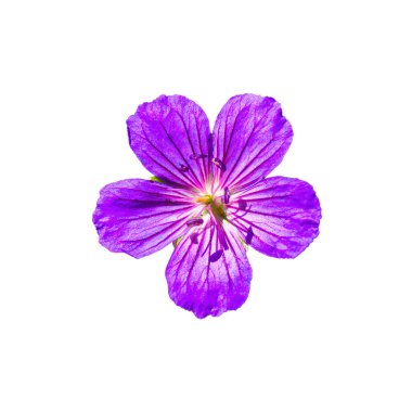 Beyaz arka planda, Karpat Dağları 'ndan güzel menekşe çiçeğinin fotoğrafı.