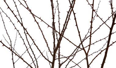 Akasya dalındaki koyu ağaç dikenlerinin fotoğrafı beyaz arkaplanda izole edilmiş.