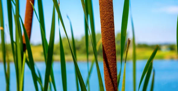 Foto Maza Caña Cerca Del Hermoso Lago Azul Verano — Foto de Stock