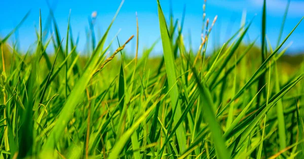 Foto Bela Grama Verde Dia Verão Fundo Azul Céu — Fotografia de Stock