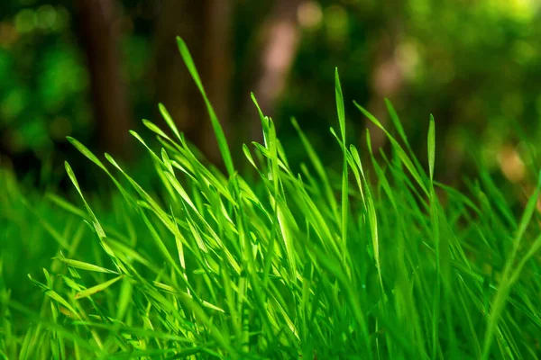 Photo Beautiful Green Grass Trees Background — Stock Photo, Image