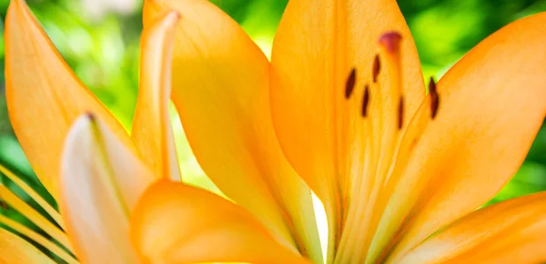 Photo Beautiful Orange Lily Green Leaves Background Garden — Stock Photo, Image