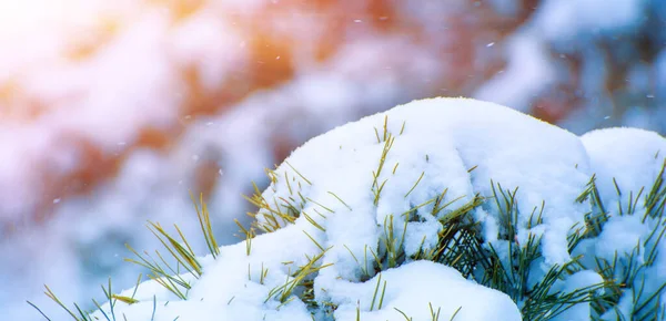 Karlı Yılbaşı Ağacının Fotoğrafı Kışın Güneşli — Stok fotoğraf