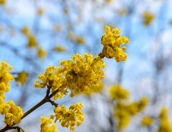 Фото Красивой Цветущей Желтой Ветки Догвуда Саду Весной Стоковое Фото