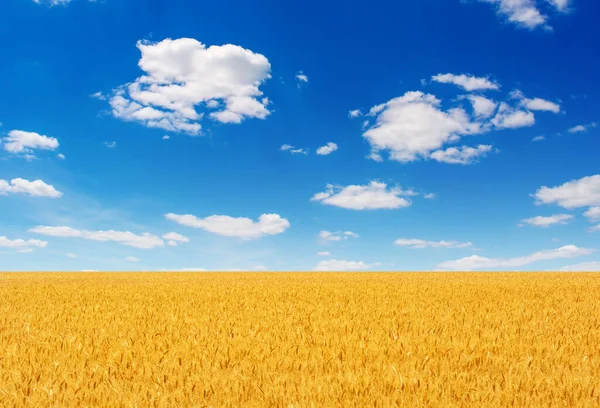 夏は青空と雲が広がる美しい黄色の小麦畑の写真 ロイヤリティフリーのストック写真