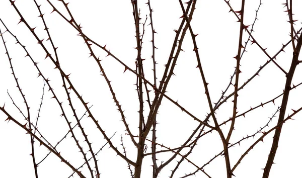 Фото Темных Шипов Деревьев Ветке Акации Выделенных Белом Фоне Стоковое Изображение