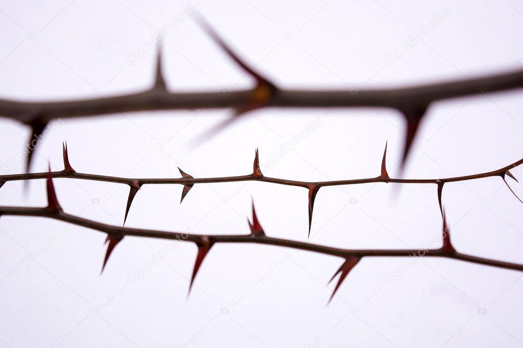 Photo of dark tree spines on acacia branch isolated on white background