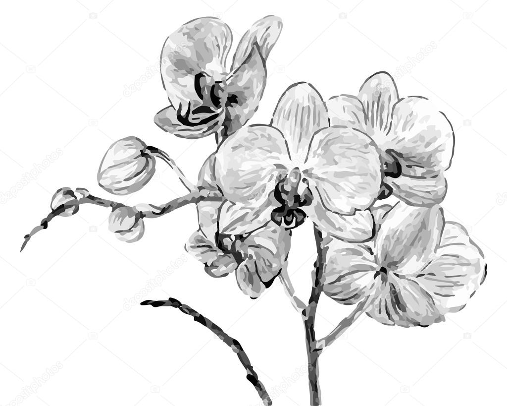 Main Dessin Fleurs Dorchidées Image Vectorielle Alexcuc
