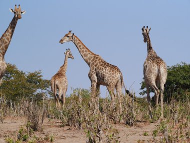 Zürafalar Chobe Ulusal Parkı, Zimbabwe