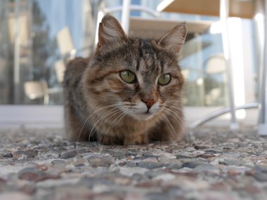 Limassol, Kıbrıs'ta bir restoranda bir kedi