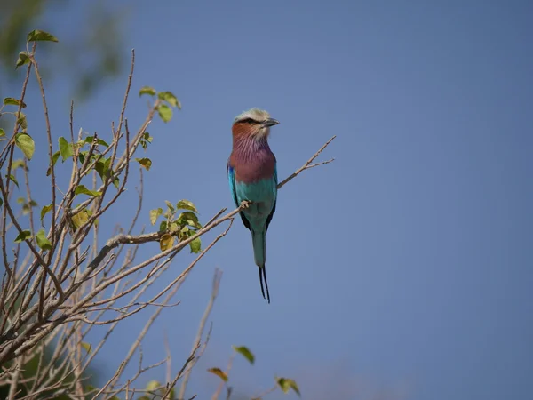 Een Abessijnse Roller in Chobe National Park — Stockfoto