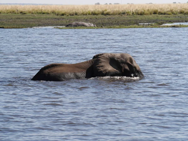 Slon je přechod na řece Chobe v Zimbabwe — Stock fotografie