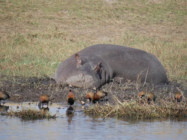 Hroch v Chobe řeky v Zimbabwe — Stock fotografie