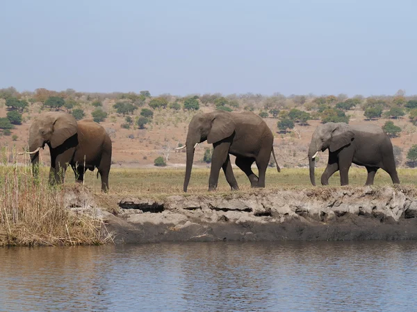 Słonie w Chobe rzeka w Zimbabwe — Zdjęcie stockowe