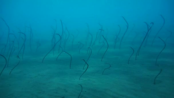 Heteroconger hassi à Tulamben, Bali, Indonésie — Video