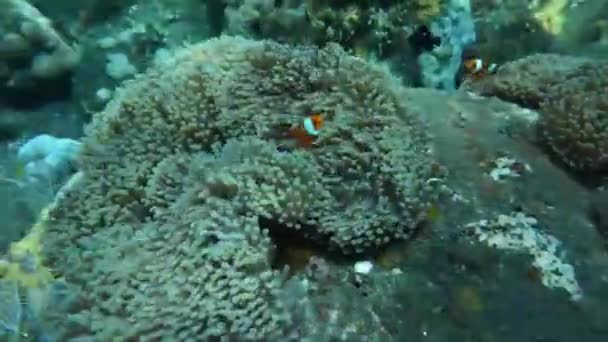 Anemone fishes near a wreck at Tulamber, Bali, Indonesia — Stock Video