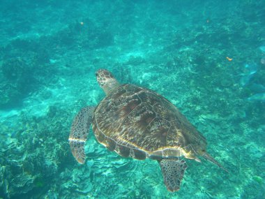 Vahşi bir deniz kaplumbağası, Similan Adaları Milli Parkı, Tayland