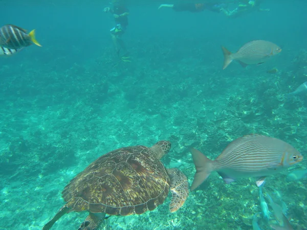 Uma tartaruga marinha selvagem no Similan Islands National Park, Tailândia — Fotografia de Stock