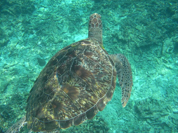 Una tortuga marina salvaje en el Parque Nacional de las Islas Similan, Tailandia — Foto de Stock