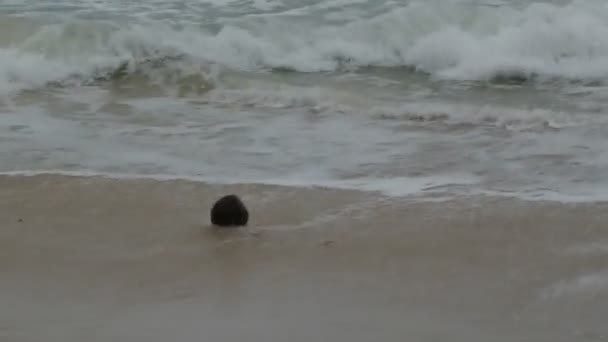 Une noix de coco jetée sur Patong Beach, Phuket, Thaïlande — Video