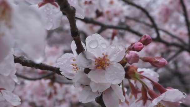 Flores de cerezo (sakura) después de la lluvia — Vídeo de stock