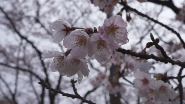 Цветение сакуры (сакуры) после дождя — стоковое видео