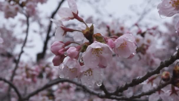 Cherry blossoms(sakura) after the rain — Stock Video