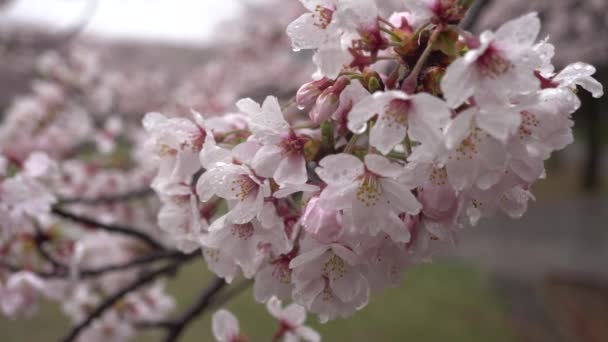 Cherry blossoms(sakura) i regnet (fåglarnas kvitter också registreras.) — Stockvideo