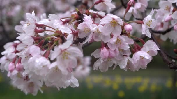 在雨中 （鸟类的鸣叫亦录得樱桃 blossoms(sakura).) — 图库视频影像