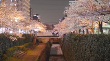 Sakura (kiraz çiçekleri) gece görünümünü Nehri boyunca
