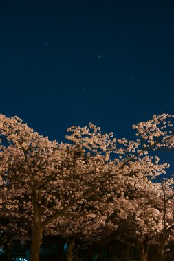Sakura (kiraz çiçekleri) Satürn, Mars ve Antares(alpha scorpius ile)