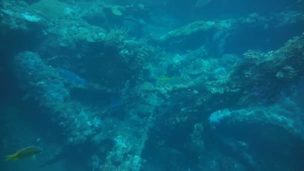 Visiting a shipwreck by Scuba diving at Tulamben beach, Bali, Indonesia — Stock Video