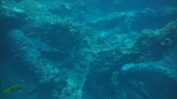 Een bezoek aan een schipbreuk door duiken in Tulamben beach, Bali, Indonesië — Stockvideo