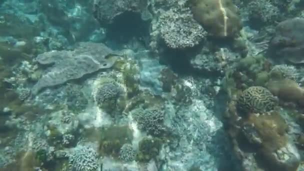 Snorkeling near Padanbai beach, Bali, Indonesia — Stock Video