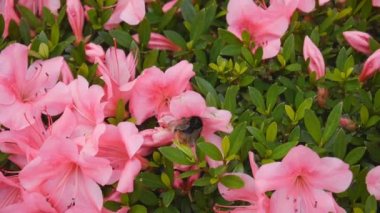 Bir marangoz arı azalea nektarı için ziyaret