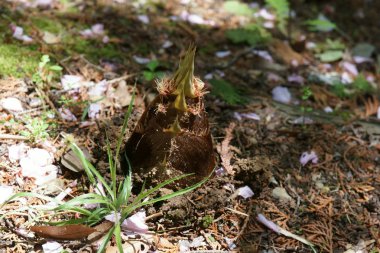 Bambu sürgünleri sabah 